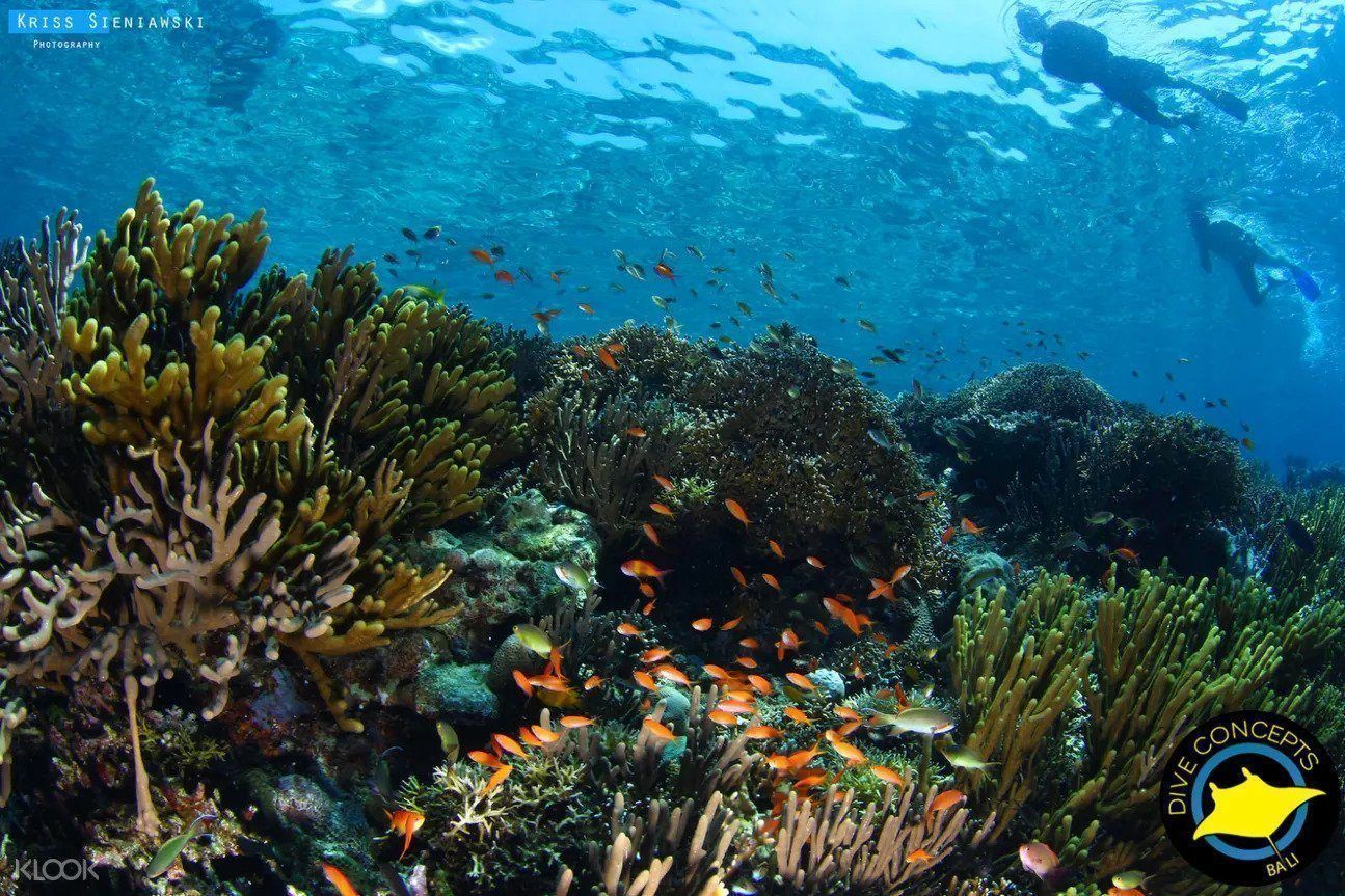 Buceo en el Parque Marino de la Isla de Menjangan